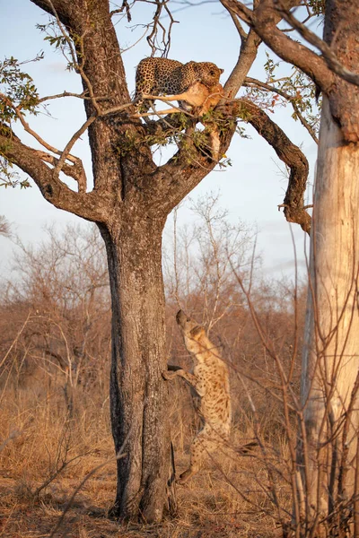 Ein Leopard Panthera Pardus Steht Einem Baum Mit Einem Kill — Stockfoto