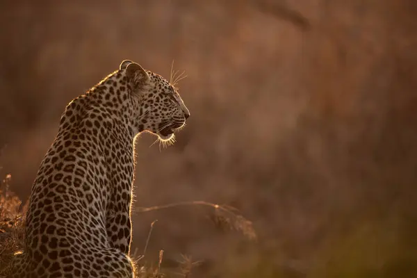 Леопард Пантера Пардус Сидячи Спиною Камери Якому Світлі Заходу Сонця — стокове фото