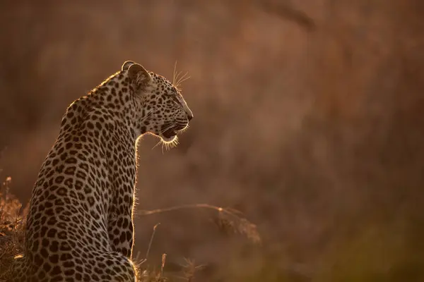 Μια Λεοπάρδαλη Panthera Pardus Κάθεται Την Πλάτη Της Στην Κάμερα — Φωτογραφία Αρχείου