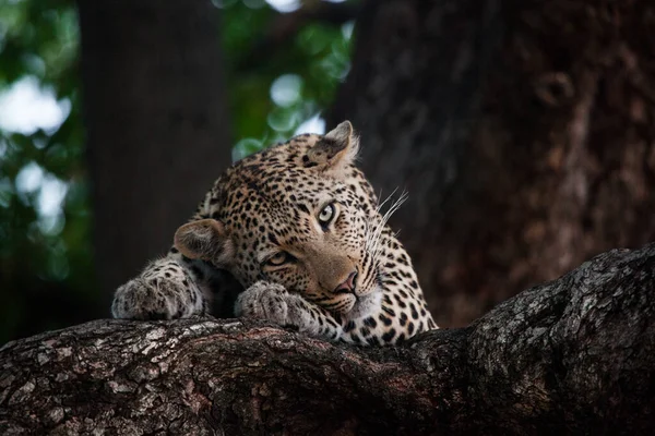 Leopard Panthera Pardus Ležící Stromě Hlavu Opřenou Tlapy Přímý Pohled — Stock fotografie