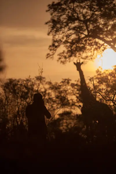 Persona Silueta Mientras Toma Una Foto Una Jirafa Silueta Atardecer —  Fotos de Stock