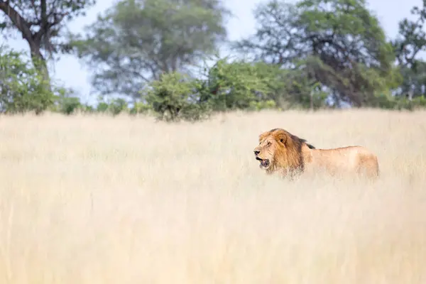 Ένα Αρσενικό Λιοντάρι Panthera Leo Περπατώντας Μέσα Από Μακρύ Ξερό — Φωτογραφία Αρχείου