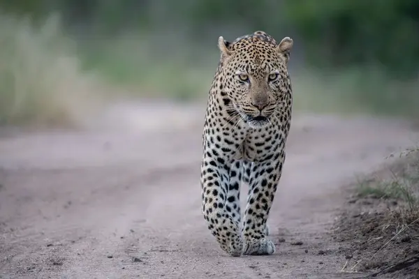 Egy Hím Leopárd Panthera Pardus Egy Homokúton Sétál — Stock Fotó