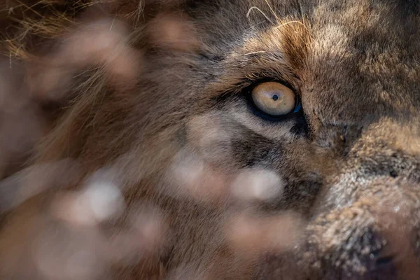 Olho Leão Panthera Leo — Fotografia de Stock
