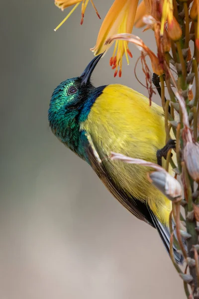 Kołnierz Sunbird Hedydipna Collaris Aloe — Zdjęcie stockowe