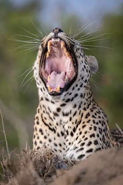 Leopardo Panthera Pardus Bocejo — Fotografia de Stock