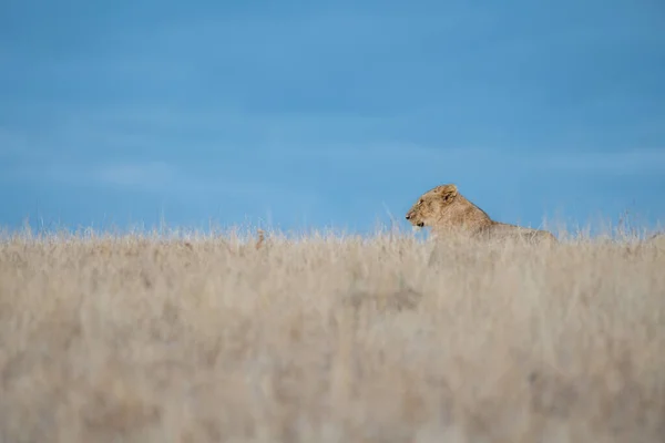 Lioness Panthera Leo Lind Dry Gras Blue Sky Back — ストック写真