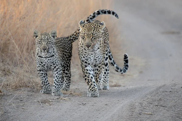 Мать Леопарда Детеныш Panthera Pardus Идущие Песчаной Дороге — стоковое фото