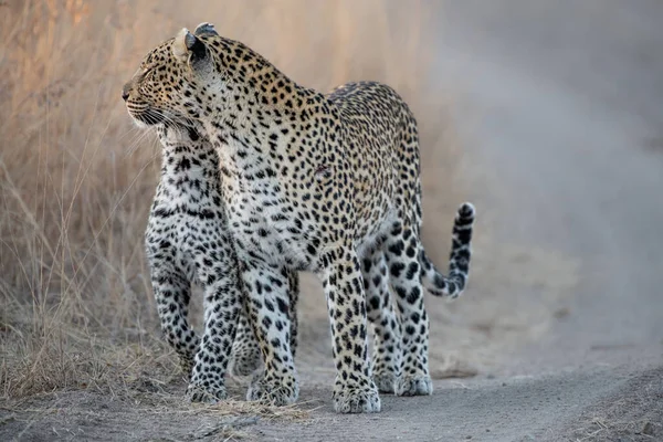 Μια Λεοπάρδαλη Μητέρα Και Μικρό Της Panthera Pardus Χαιρετιούνται — Φωτογραφία Αρχείου