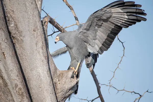 African Harrier Hawk Polyboroides Typus Clinging Tree — Stock Photo, Image