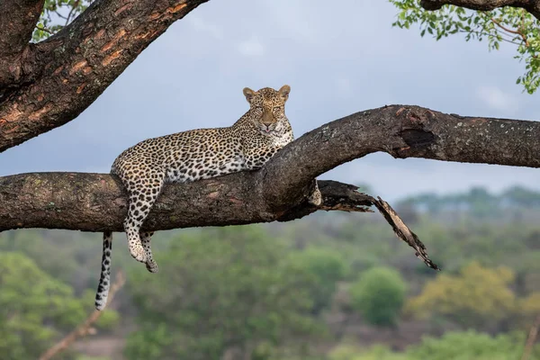 Ein Leopard Panthera Pardus Auf Einem Ast Einem Baum Liegend — Stockfoto