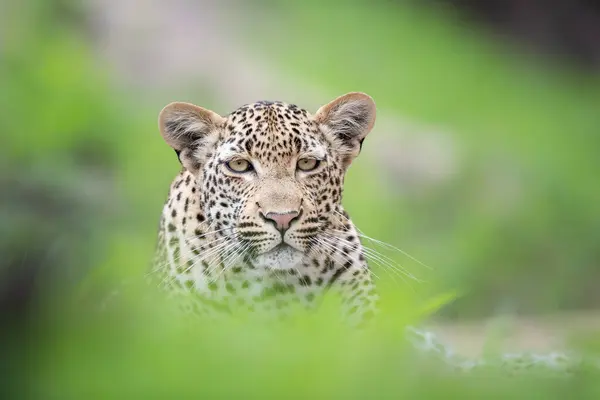 Leopardo Panthera Pardus Sguardo Diretto Nel Verde — Foto Stock