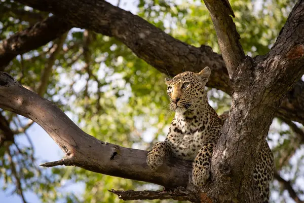 Ein Leopard Panthera Pardus Liegt Einem Baum Und Schaut Aus — Stockfoto