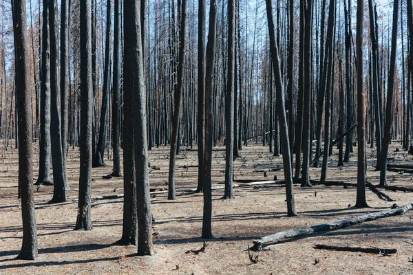 Consecuencias Incendio Forestal Troncos Árboles Carbonizados Sombras — Foto de Stock