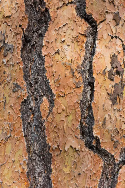 폰더로 소나무 나무껍질의 — 스톡 사진