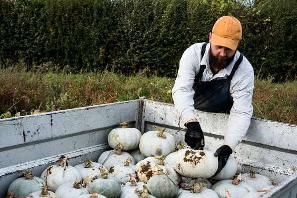 Agricultor Parado Campo Cargando Calabazas Blancas Recién Recogidas Una Camioneta — Foto de Stock