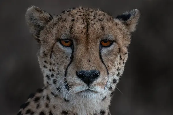 Ett Porträtt Gepard Acinonyx Jubatus Direkt Blick Röda Ögon — Stockfoto