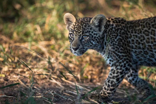Детеныш Леопарда Panthera Pardus Ходящий Выглядывающий Кадра — стоковое фото
