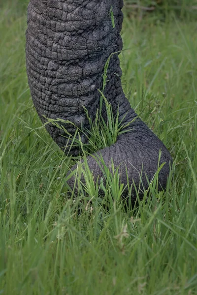 Elefantstam Loxodonta Africana Lindad Runt Lite Gräs — Stockfoto