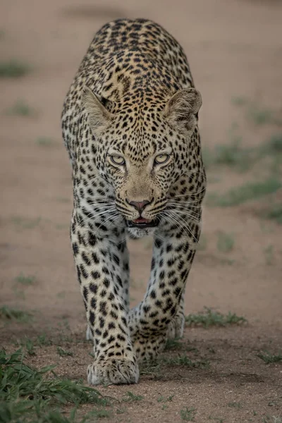 Leopardo Panthera Pardus Caminhando Direção Câmera Olhar Direto — Fotografia de Stock