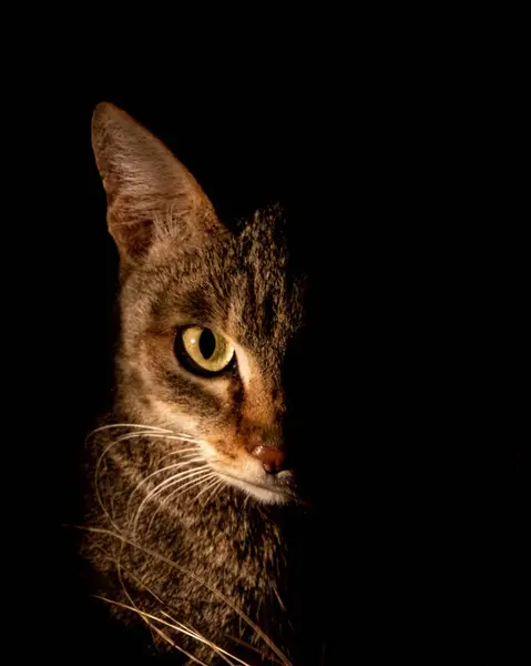 Gato Selvagem Africano Felis Lybica Lado Iluminado Por Holofote Noite — Fotografia de Stock