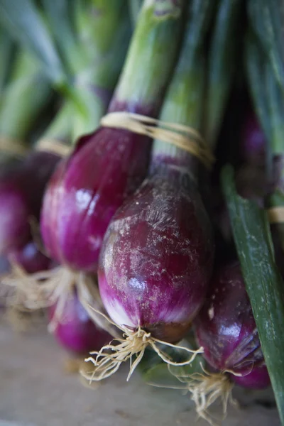 Mazzo di cipollotti. — Foto stock