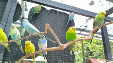 Branch Kuşhanesine tünemiş renkli Budgerigarlar