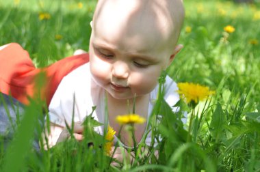 Çimenlerin üzerinde uzanmış meraklı bir bebek, nazikçe karahindibalara dokunuyor, doğada keşifleri ve keşifleri vurguluyor. Açık hava havası neşeli ve huzurlu havayı arttırır..