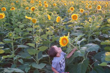 Çocuk, uzun ve canlı ayçiçekleriyle çevrili uçsuz bucaksız bir ayçiçeği tarlasında bir anın tadını çıkarıyor. Bir merak ve doğa güzelliği yakalayan sahne, keşfin neşesini vurguluyor..