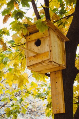 Kuş besleyici bir iğne yapraklı orman parkta bir ağaçta asılı. Kuş evi ağacında. Fauna bakım.
