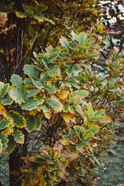 Yakından meşe palamudu yaprakları yeşil arka plandaki ağaçta. Sonbaharın başlarında meşe ağaçlarının yaprakları üzerinde meşe palamudu başlıyordu. Sonbaharda meşe yaprakları