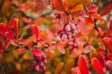 Barberry (Berberis vulgaris) taze olgun böğürtlenler doğal yeşil arkaplan Berberis thunbergii (Latin Berberis Coronita) Böğürtlen çalısı renkli sonbahar çiçeği mevsimi yakın plan. Kırmızı doğal Barberry yaprakları arkaplan