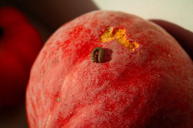 Pamuk kurtçuğu, mısır kurtçuğu ya da eski dünya kurtçuğu Helicoverpa armigera - mısır haşeresi, tırtılların kahverengi türü balkabağı yer