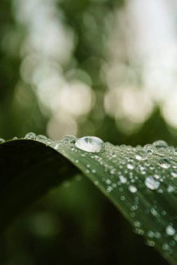 Çiy damlalı taze yeşil yaprak yağmurdan sonra damlalarla koyu yeşil yaprağı kaplar.