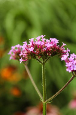 Yazın bahçede pembe verbena çiçeği
