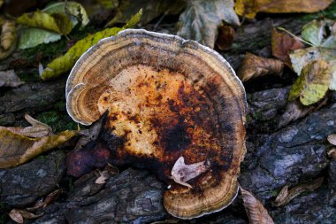 Ganoderma applanatum braket mantarı huş ağacı kabuğunda yetişiyor. Kahverengi mantar.