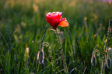 Yakın plan: tarlada kırmızı bir gelincik çiçeği yetişiyor.