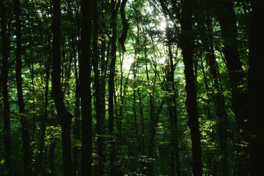 Güneş ışınları, Holosiv ormanındaki sislerin içinden yol açıyor.
