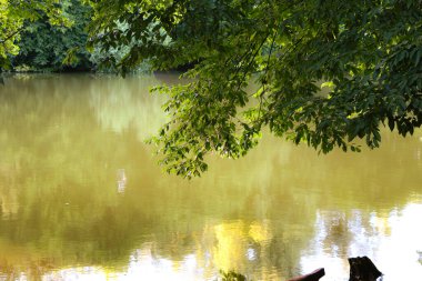 Nehirde kuyruk kuyrukları var. Holosiv ormanındaki gölet çok güzel, Kyiv. Yaz manzarası. Park sonbahar manzaralı sonbahar