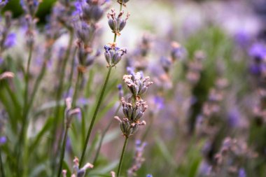 Yazın güzel güneş ışığı olan lavanta tarlaları