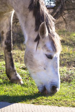 Gri benekli bir at, kış güneşinin yumuşak ışınlarında parkta ot yer.