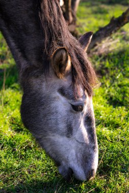 Gri benekli bir at, kış güneşinin yumuşak ışınlarında parkta ot yer.