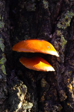 Rufous Milkcap toadstool (Lactarius rufus). Kahverengi mantar