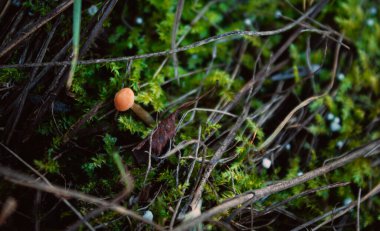 Çimlerde mantar ve yeşil yosun. Kar taneli yosun. Doğada Yeşil Yosun Yakın Çekimi