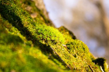 blooming moss in the sun. Lush Green Moss Close-Up in Nature
