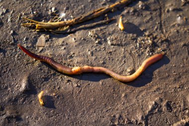 Topraktaki toprak solucanının yakın çekimi.