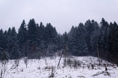 Orman sisli kış gününde karla kaplıydı. Arka planda beyaz bulutlar ve mavi gökyüzü vardı.