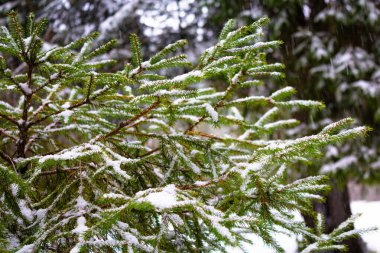 Noel ağacı. Karda ladin dalları. Karla kaplı kozalaklı ağaçların dalları. Yakın plan. Kış ormanındaki ağaç. Doğal arka plan. Kış mevsimi, soğuk zamanlar. ilk don