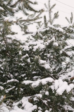 Noel ağacı. İskoç ladin dalları karda karda dallanır. Karla kaplı kozalaklı ağaçların dalları. Yakın plan. Kış ormanındaki ağaç. Doğal arka plan. Kış mevsimi, soğuk zaman.