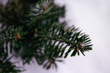 Nordmann ladin (Abies nordmanniana) ve dalları kırmızı dayanıklı koni. Kışın Firavun